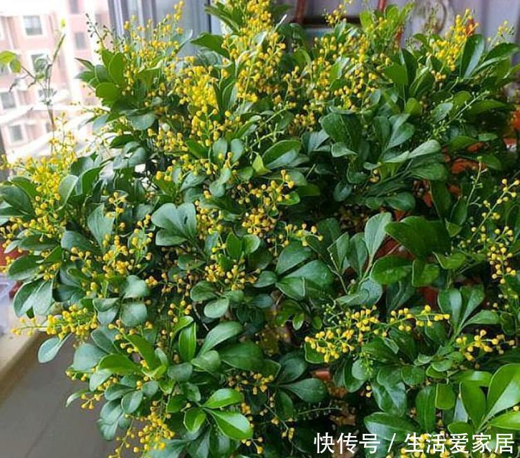 『芹叶牡丹』5月养花，首选4种花，花期长、颜值高，晒晒太阳开花一茬又一茬！