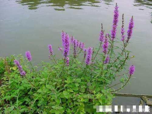 农村一种野草，曾是农民眼中的救命菜，如今腌成咸菜5元一斤