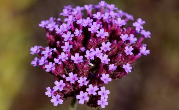 寓意|五月花海,长势喜人的马鞭草开了,竟没想到还有这么好的寓意