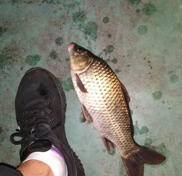  #天冷#大板鲫一年四季都有，为啥天冷了才好钓？这样一分析你就