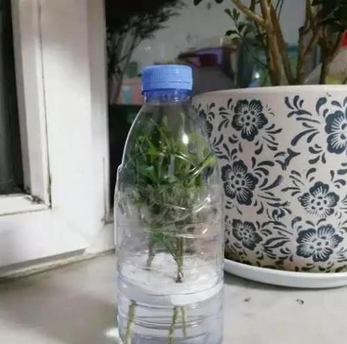  水里■绿化带里剪根枝，丢水里7天就生根，1个大花盆还装不下！