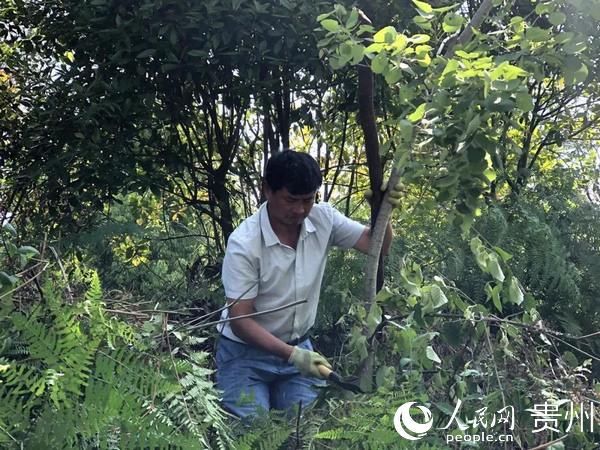  #金海湖#毕节金海湖新区：700亩育林基地助群众增收