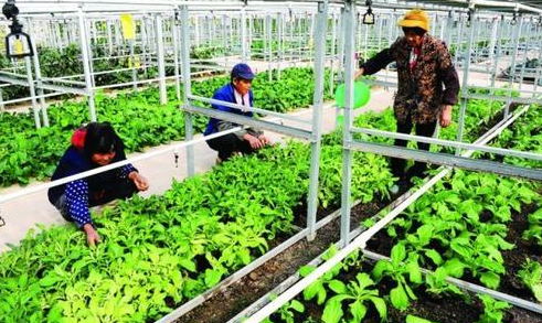  「种子」一亩仅需5克种子，亩产可达5千斤，一斤13元，是农村喜