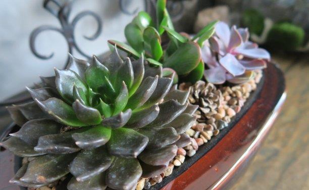 肉质植物■夏季养多肉,怕烂根、化水、落叶?做好一件事就行