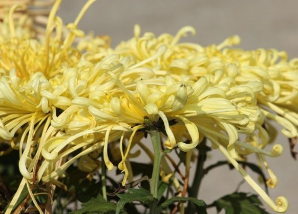  【牡丹】养花不如养盆古龙须，花美似牡丹，开花妖嫩轻盈，满屋花香四溢