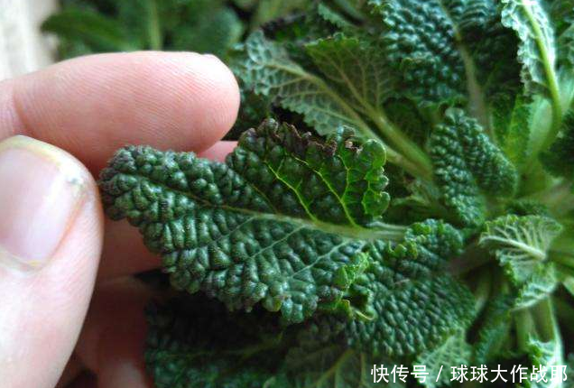 农村一种皱巴巴野草，以前没人注意，现在一斤能卖100块！