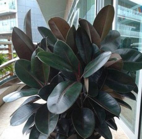  『家里』这几款植物养在家里，沾土就能活，不易生病好养护