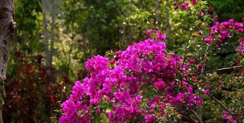  『植株』三角梅不晒太阳能开花吗？