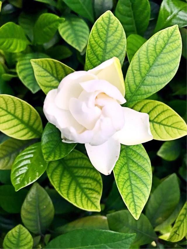 清香■洁白清香的栀子花