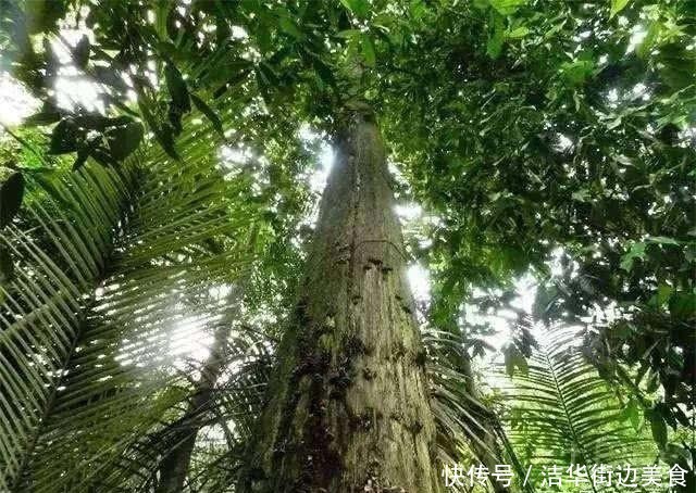  「沉香木」农民无心插柳种出珍稀树种，出价50万都不卖，以后还