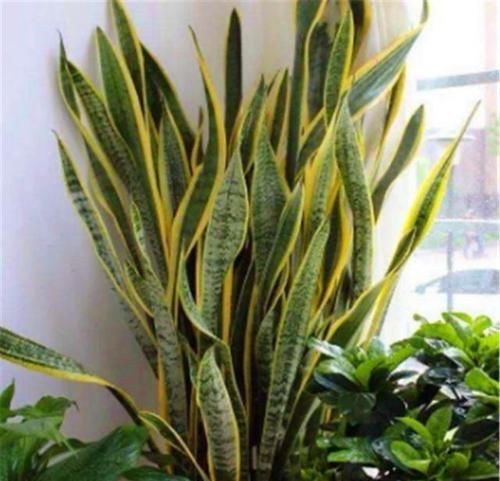  「适合」这“3种盆景”，个个叶片比花美，还能消毒、去异味，适合摆卧室