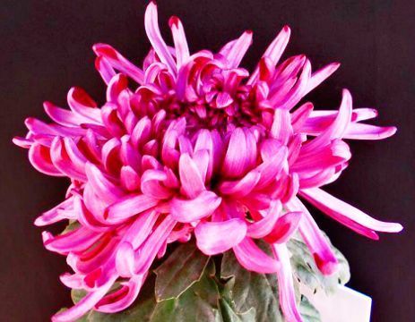  『东海』喜欢菊花，推荐养盆“菊中珍品”东海红，似莲花绣球，绚丽淡雅！