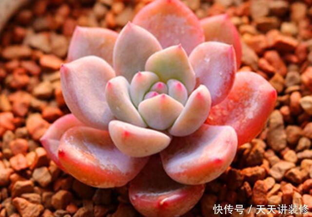 「雅致」玲珑雅致的多肉雪天使,养护要注意这些,才会莹如雪,艳如霞