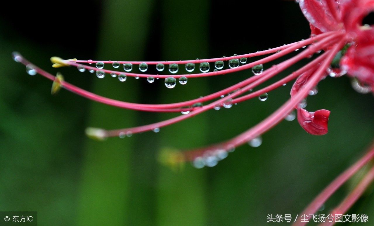 秋雨绵绵，秋叶秋花秋游秋意皆浓，金色的银杏林美若仙境