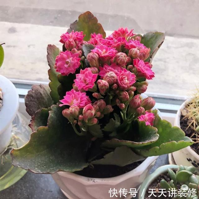  [图片作者]15种超级好养的花，不死鸟居然不是第一，“养花杀手”们试一试吧