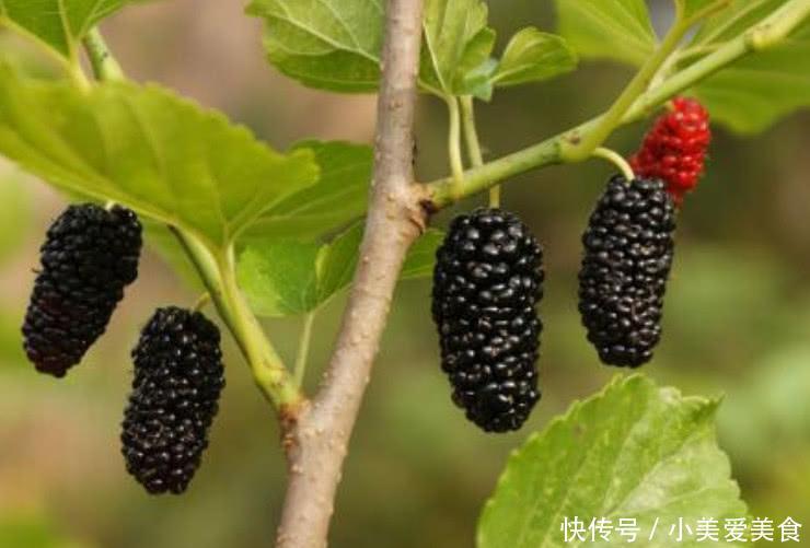 农村长在茅厕边上的1种小野果，全身都是宝，集市价格一斤十几块