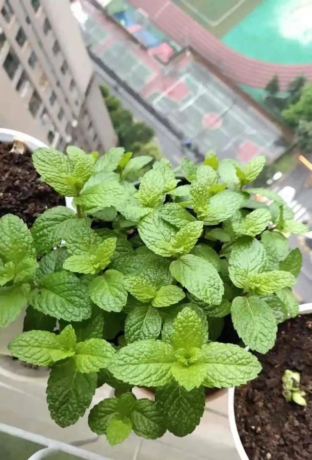 『薄荷的叶片』薄荷养厨房,掐一把就能做菜吃,越晒太阳越爆盆!