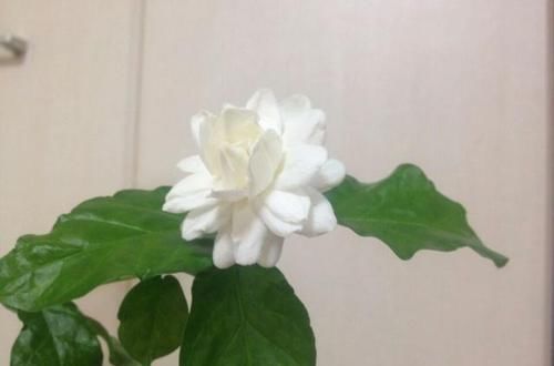  「技巧」茉莉花修剪和开花枝条的关系？茉莉花连续不断开花的修剪技巧？