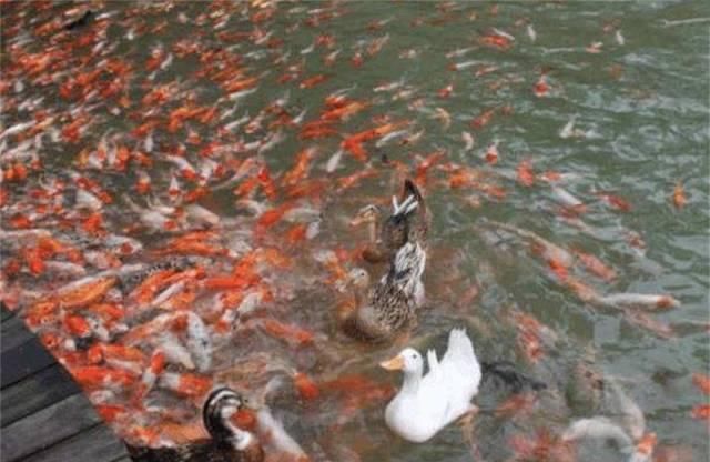 鲤鱼太多,鸭子踩鱼行走成景观,为小镇带来不菲的收入