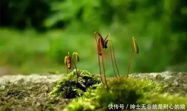  『苔藓』一竹一苔一盆景, “拥入怀中, 成就彼此”制法与图解