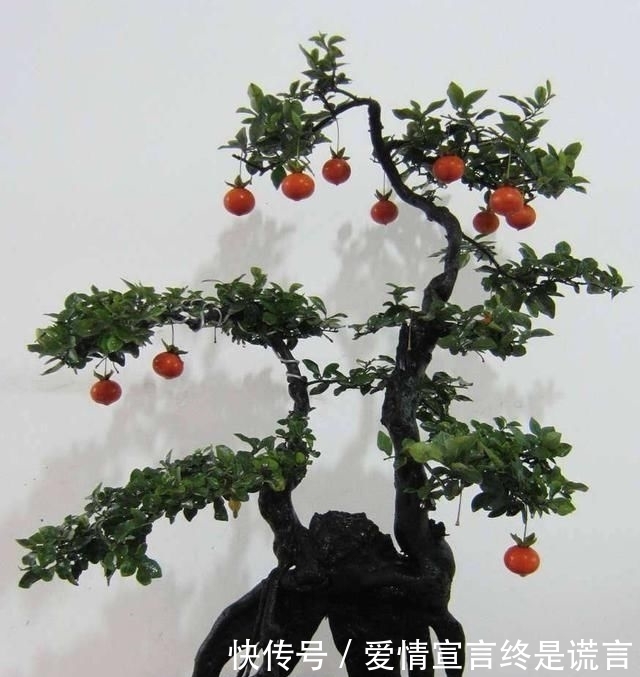 「样子」李大爷独具慧眼,最喜欢上山找树桩,再奇怪的样子也能变成盆景