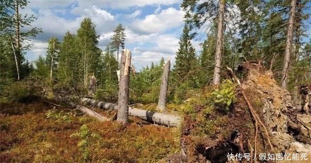  「树木」堪称世界之最的6种树木，最贵、最毒、最硬都在中国境内