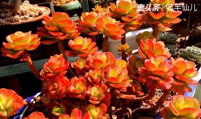  『白菜』多肉断水12天,绿白菜秒变红舞娘,想要上色就得...