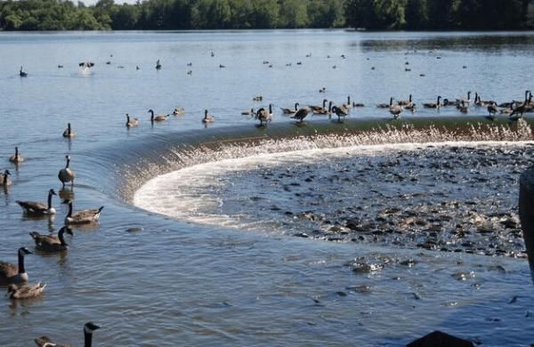 因鲤鱼太多,鸭子踩鱼行走成景观,这个小镇火了