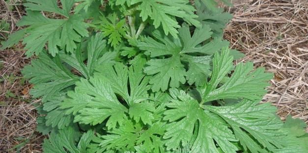  [植物]夏天到了，家里摆上4种花，蚊子“消灭干净”，晚上睡得踏实！