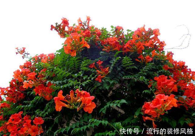  能力|一种花攀爬能力强，名叫凌霄花，现在种一棵轻松养出花墙