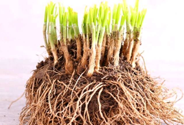 「韭菜花」阳台用韭菜盆栽,一年可收获一次。这种花也可以做成韭菜花,味道鲜美