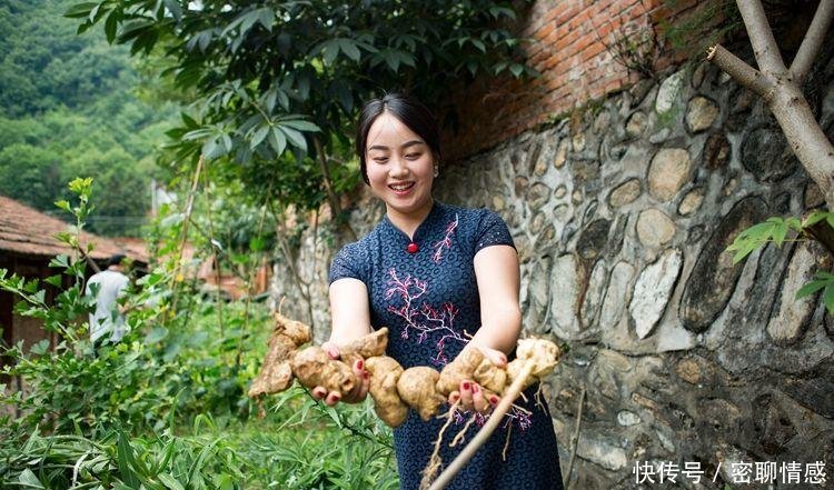 这种像“洋姜”的野生物， 若在野外见到， 可别锄掉很珍贵