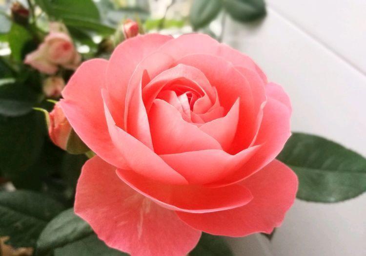  「热越」天热养花首选这几款，迎着烈日开花美越热越开花，给你一个清凉夏