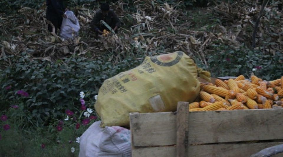  手工@朝鲜农民如何收庄稼？一靠手工二靠牛，机械相当少见