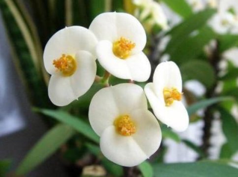 「花形」养花就养此款花,植株冠形丰满紧凑,花形优美,养在家里美不胜收