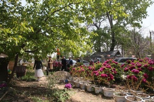  『欣赏牡丹花』71岁农民耗时40年家门口建牡丹园，1株镇园之宝10万不卖，啥样子