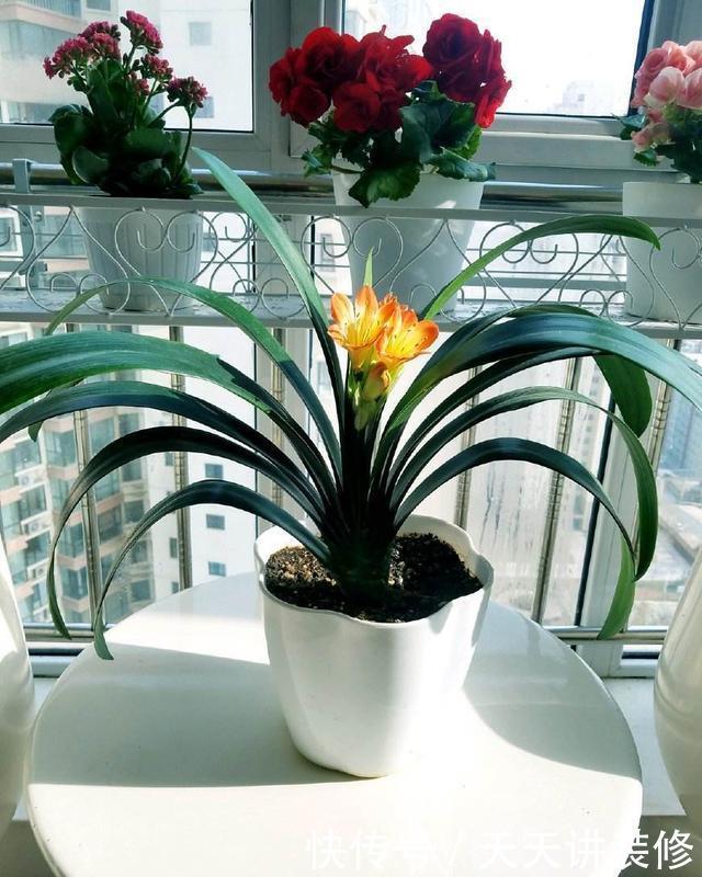 #种植#这几种花,名字带兰却不是兰,却依旧美得不像话