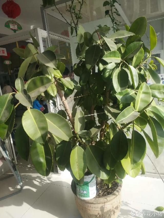  #散射光好#3种树，每月砍1刀，呼呼疯狂冒新芽！