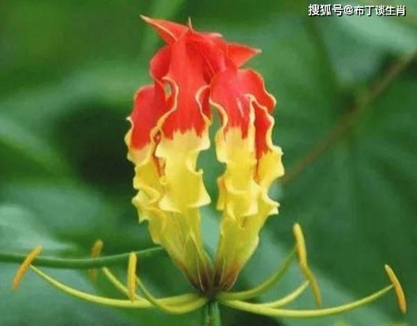 『生肖虎』喜鹊枝头叫，好事要来到，这4大生肖喜事一个接一个，喜气洋洋