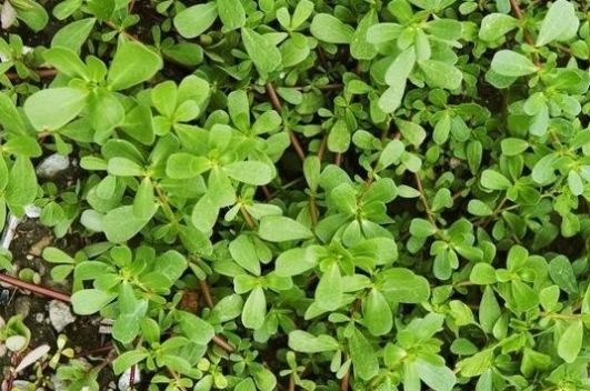  #没错#七八十年代喂猪的野草，不是中药材就是野菜，吃过的是土