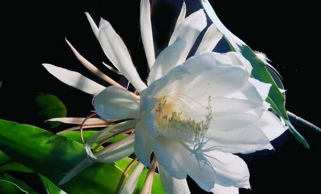  「牡丹」这15种自带“好运”的花，素来招人爱惜，别样雅称更是吸引人