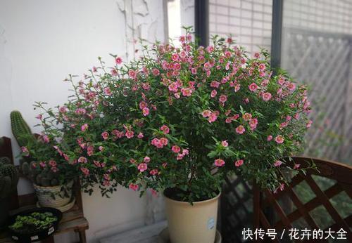  春天：春天养花选它，一盆能开200朵，养一盆四季开花，值得拥有