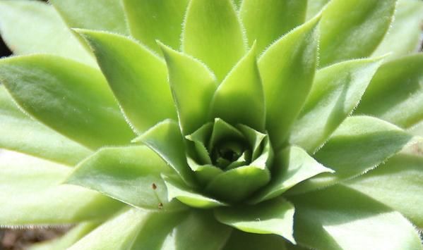  「喜欢」你也喜欢像盛开莲花的植株吗？很好养活，一片叶子种入土中就可活