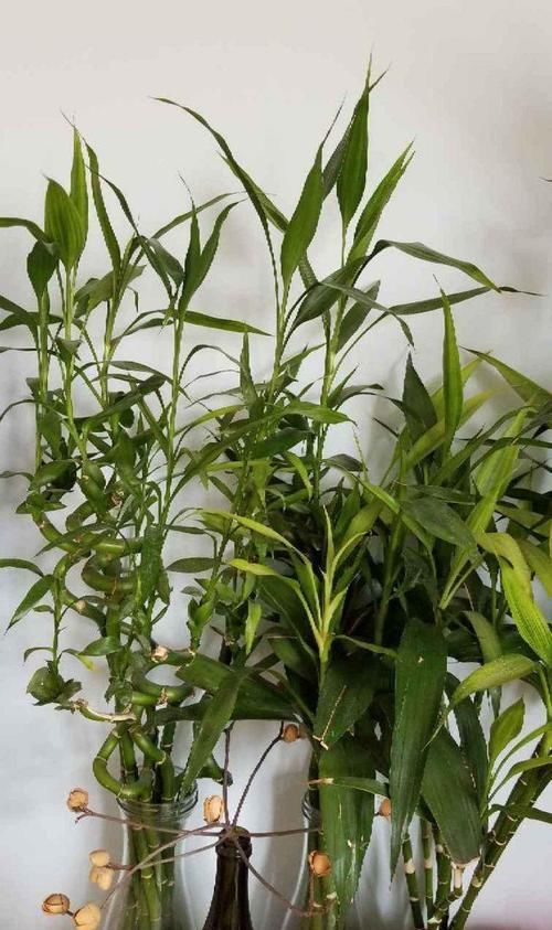  鸿运当头：10种招财花，越养越气派，家里有一盆好运连连！