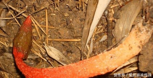 农村这种野生物，名字挺“吓人”，但若遇到，切千万珍惜