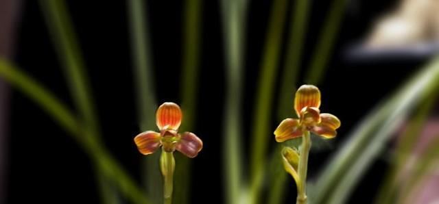  【豆瓣】兰花家族“豆瓣兰”最热门，加点“水苔”长得更好，茂盛又耐看！