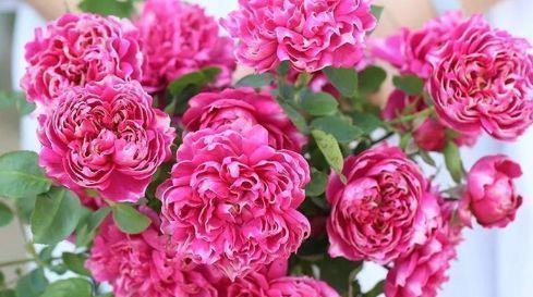  『庭院』“高档玫瑰”紫雾凝霜，美丽怡人，芳姿耀眼，庭院养花必备