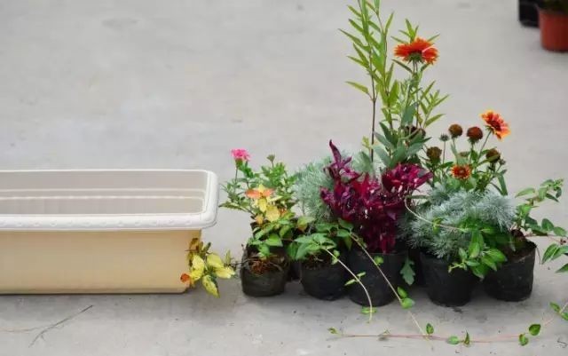  植物@你还在一盆一棵地种？达人都已经玩到这种地步啦