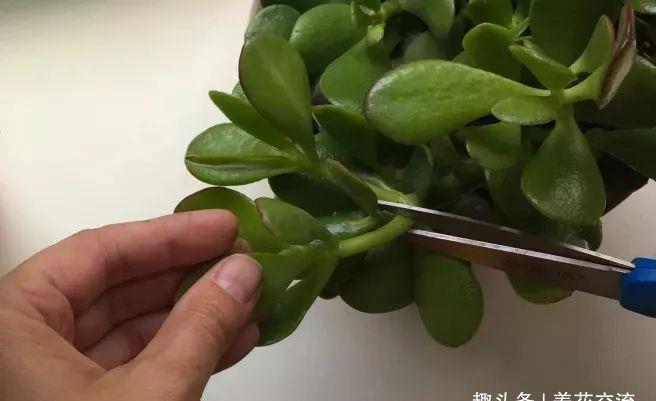 [植物的侧芽]轻松繁殖多肉植物的三种方法，不要觉得养多肉有多难