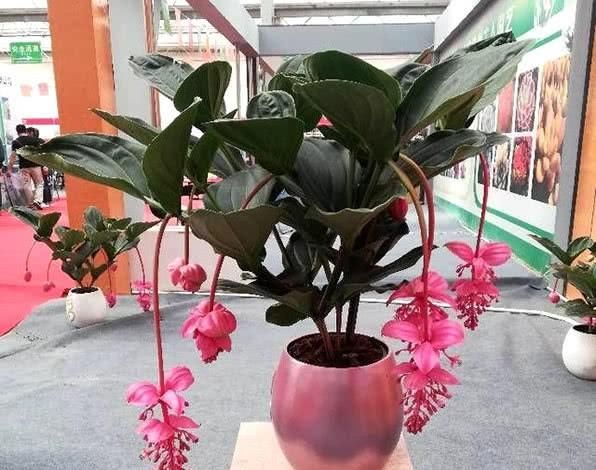  「叶花」看一眼就忘不了的“莲灯花”，叶花巴掌大，一朵花开150天也不谢